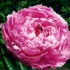 736640-paeonia-lactiflora-alexander-fleming