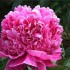 736641-paeonia-lactiflora-barbara