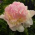 736642-paeonia-lactiflora-angel-cheeks