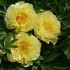 736643-paeonia-lactiflora-bartzella