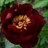 736646-paeonia-lactiflora-buckeye-belle