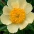 736651-paeonia-lactiflora-claire-lune