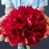 736654-paeonia-lactiflora-command-performance
