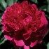 736669-paeonia-lactiflora-felix-supreme