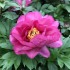 736675-paeonia-itoh-hybride-first-arrival