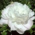 736681-paeonia-lactiflora-florence-nicholls