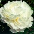 736685-paeonia-lactiflora-gardenia