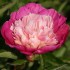 736687-paeonia-lactiflora-gayborder-june