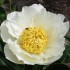 736692-paeonia-lactiflora-jan-van-leeuwen