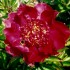 736695-paeonia-lactiflora-jappensha-ikhu