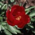 736705-paeonia-lactiflora-marie-antoinette