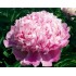 736710-paeonia-lactiflora-monsieur-jules-elie