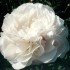 736730-paeonia-lactiflora-mother-choice