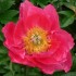 736750-paeonia-lactiflora-paula-fay