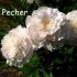 736752-paeonia-lactiflora-pecher-rose