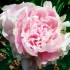 736753-paeonia-lactiflora-pink-giant