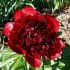 736760-paeonia-lactiflora-red-charm