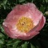 736763-paeonia-lactiflora-roselette
