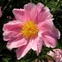 736767-paeonia-lactiflora-sea-shell
