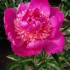 736770-paeonia-lactiflora-sebastiaan-maas
