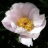 736773-paeonia-lactiflora-stardust
