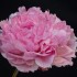 736782-paeonia-lactiflora-the-fawn