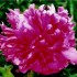 736790-paeonia-lactiflora-victoire-la-marne