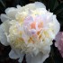 736792-paeonia-lactiflora-vogue