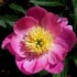 736794-paeonia-lactiflora-wladyslawa