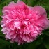 736796-paeonia-officinalis-rosea-plena-boerenpioen