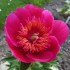 736797-paeonia-officinalis-anemoniflora-rosea