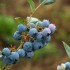 818528-blauwe-bes-late-blue-legacy