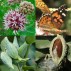 329884-zijdesmulplant-stoffels-glory