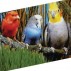 329950-siervogelgras-siervogelgras