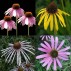 343190-echinacea