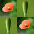 544010-papaver-dubium