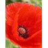 544020-papaver-glaucum