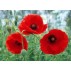 544130-papaver-rhoeas