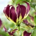 627760-gloriosa-hybrida-carsonii
