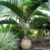 628100-hyophorbe-lagenicaulis