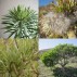 644750-kleinia-neriifolia