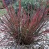 670060-andropogon-gerardii