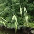 672190-bromus-japonicus