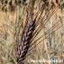 676477-triticum-dicoccum-bruinkaf-zomer-emmer