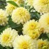 708115-dahlia-gallery-serenade