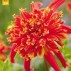 715440-dahlia-octopus-sparkle