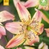 722225-lilium-hybride-corsage