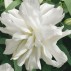 722407-lilium-hybride-lotus-ice