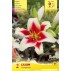 723460-lilium-hybride-tintoretto