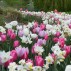 730047-bollenpakket-massive-spring